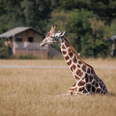 Hotel Knuthenborg Safaripark Maribo Exterior foto